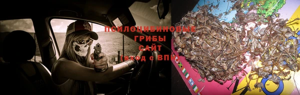 PSILOCYBIN Алзамай
